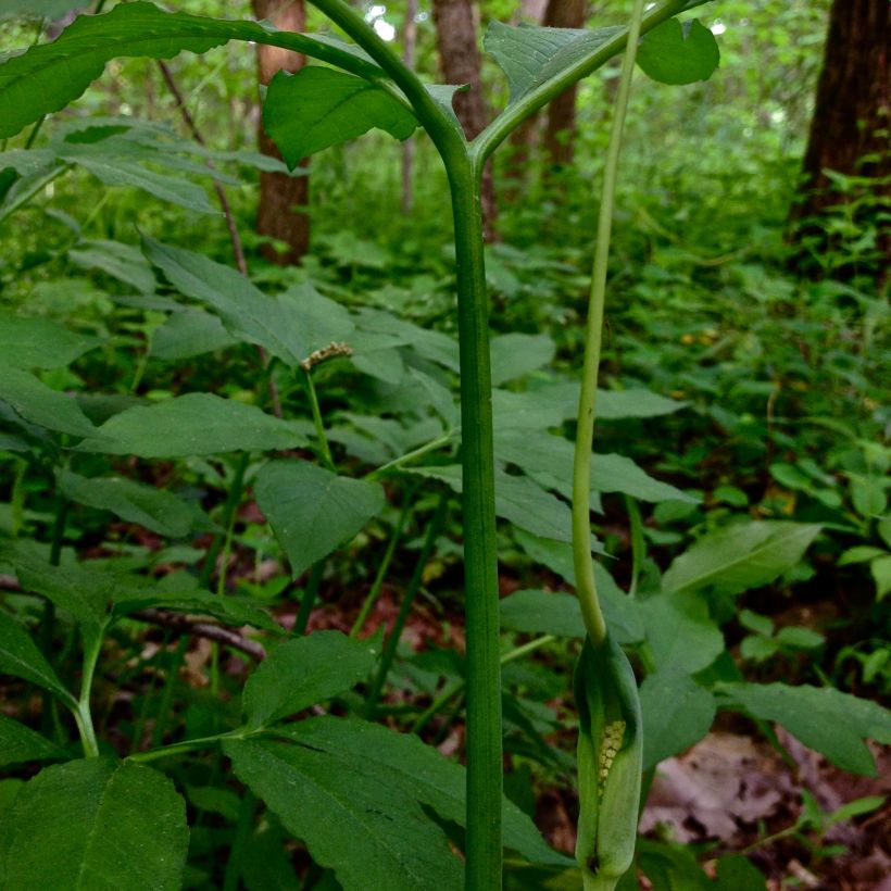 Arisaema dracontium - Arisème dragon (Floraison)