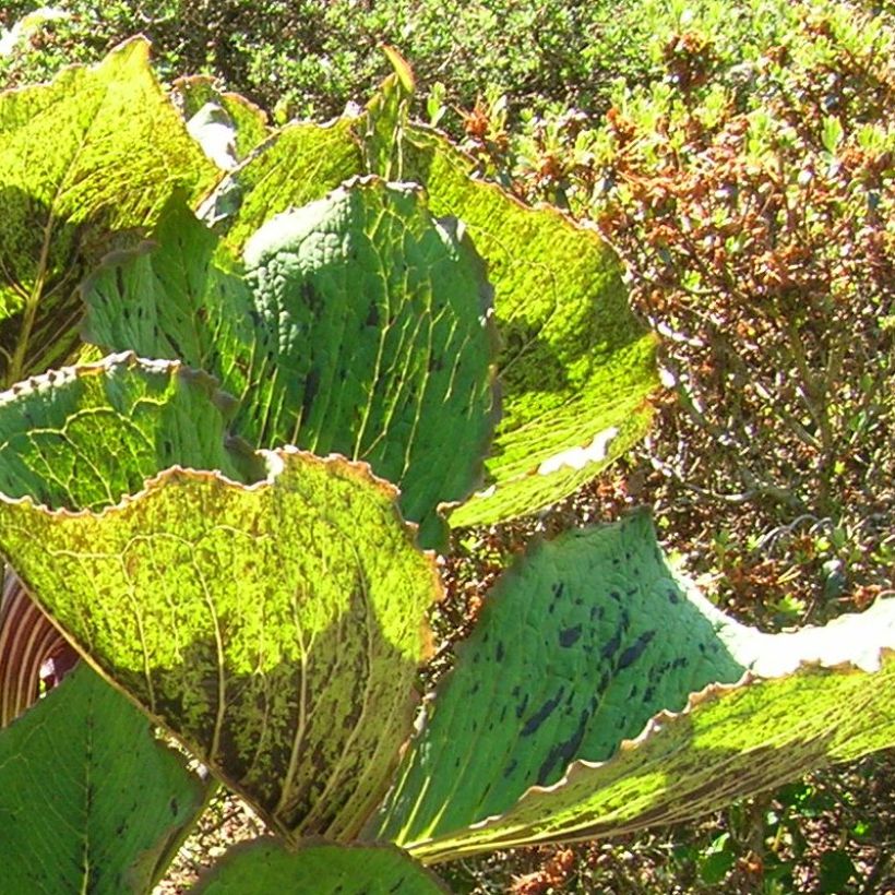 Arisaema elephas (Feuillage)