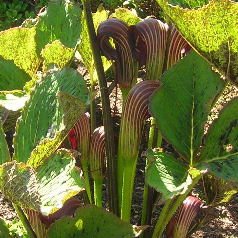 Arisaema elephas (Floraison)