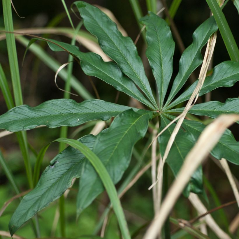 Arisaema erubescens (Feuillage)