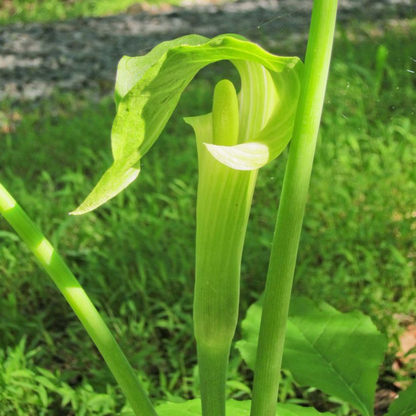 Arisaema erubescens (Floraison)