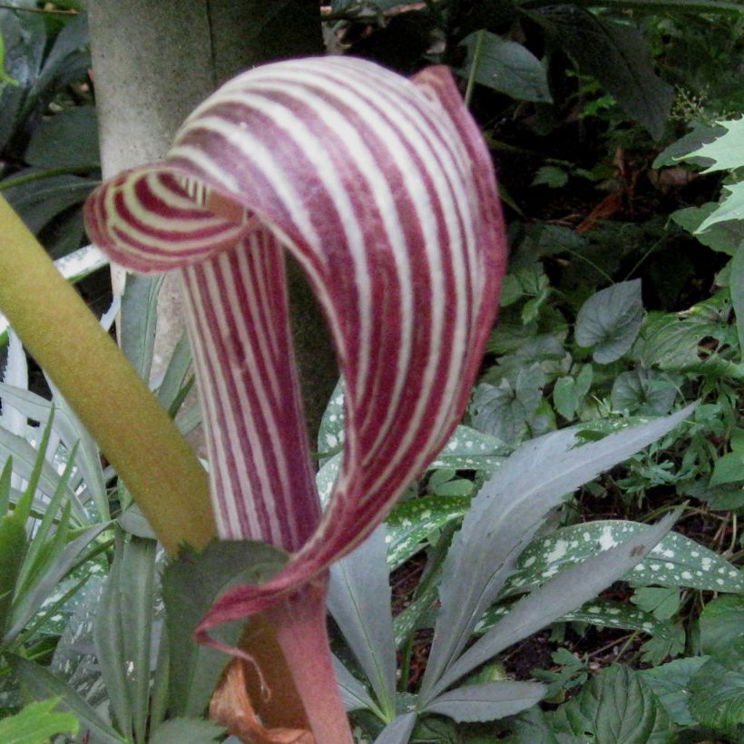 Arisaema fargesii (Floraison)