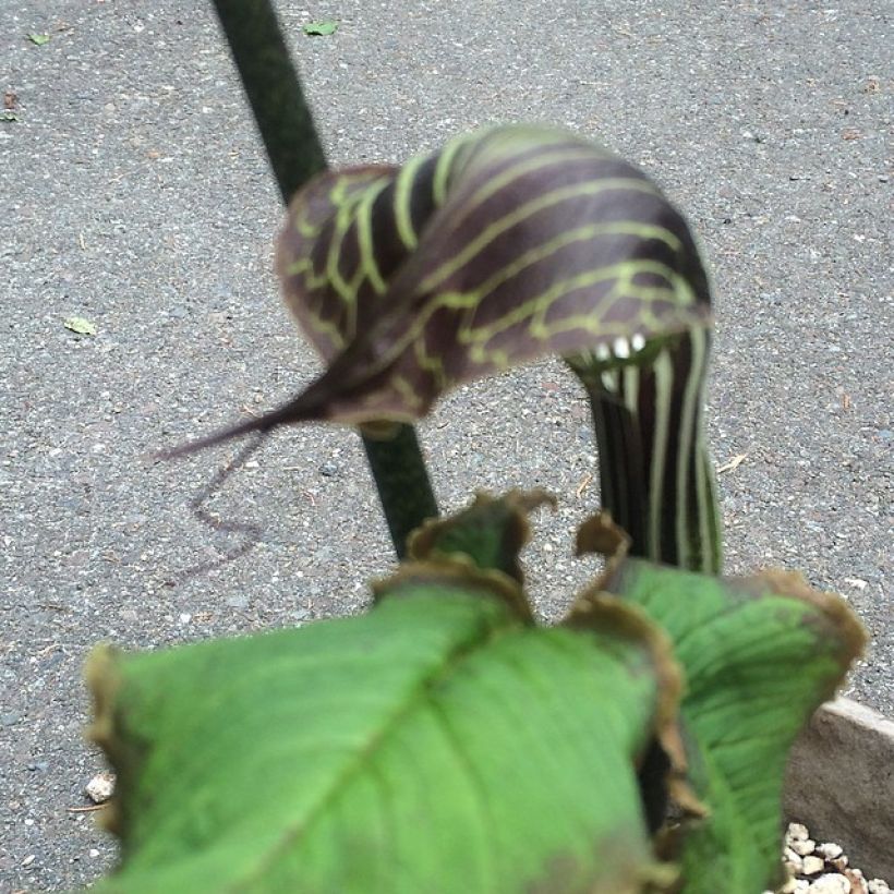 Arisaema griffithii - (Floraison)