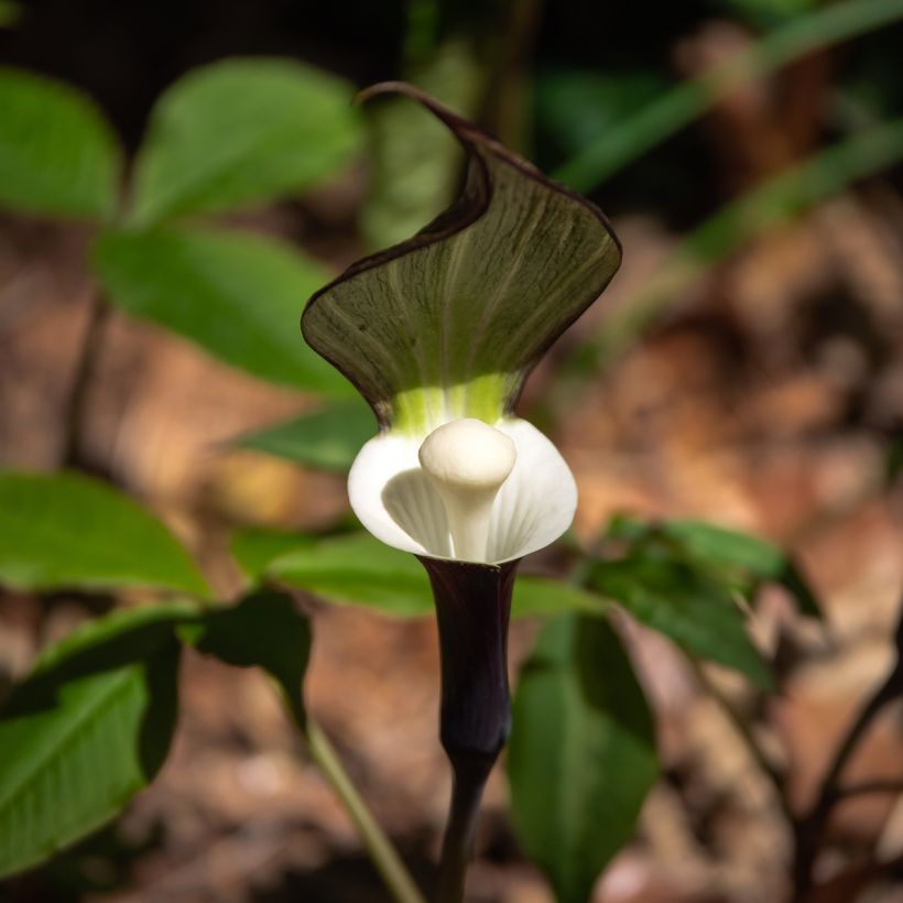 Arisaema sikokianum (Floraison)