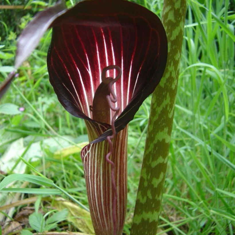 Arisaema speciosum (Floraison)