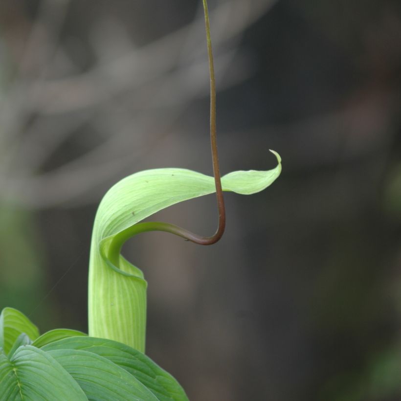 Arisaema tortuosum - Plante cobra (Floraison)