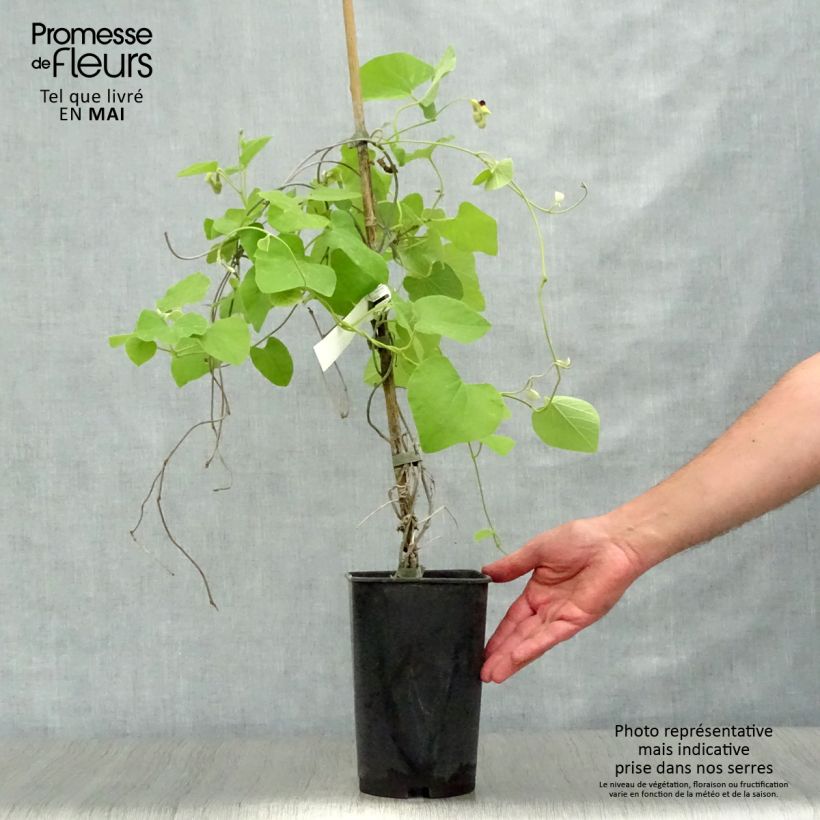 Spécimen de Aristoloche - Aristolochia macrophylla (durior) Pot de 3L/4LHauteur livrée env. 80/+cm tel que livré au printemps