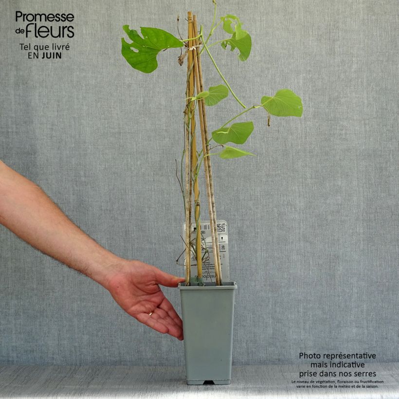 Spécimen de Aristoloche - Aristolochia macrophylla (durior) Pot de 1L/1,5L tel que livré en été