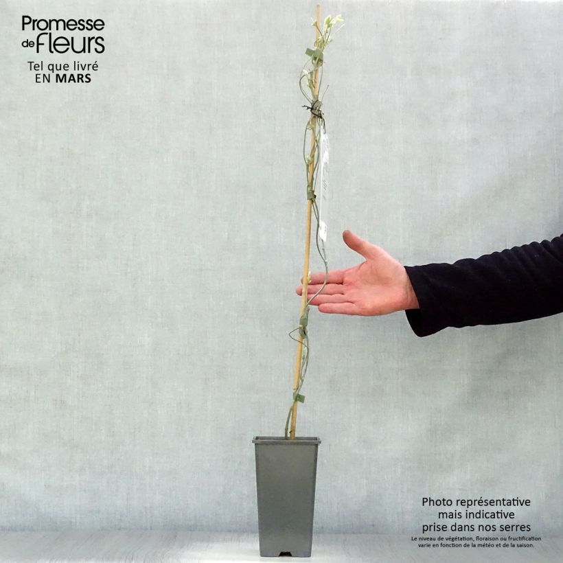 Spécimen de Aristoloche - Aristolochia macrophylla (durior) Pot de 1,5L/2LHauteur livrée env. 40/60cm tel que livré au printemps