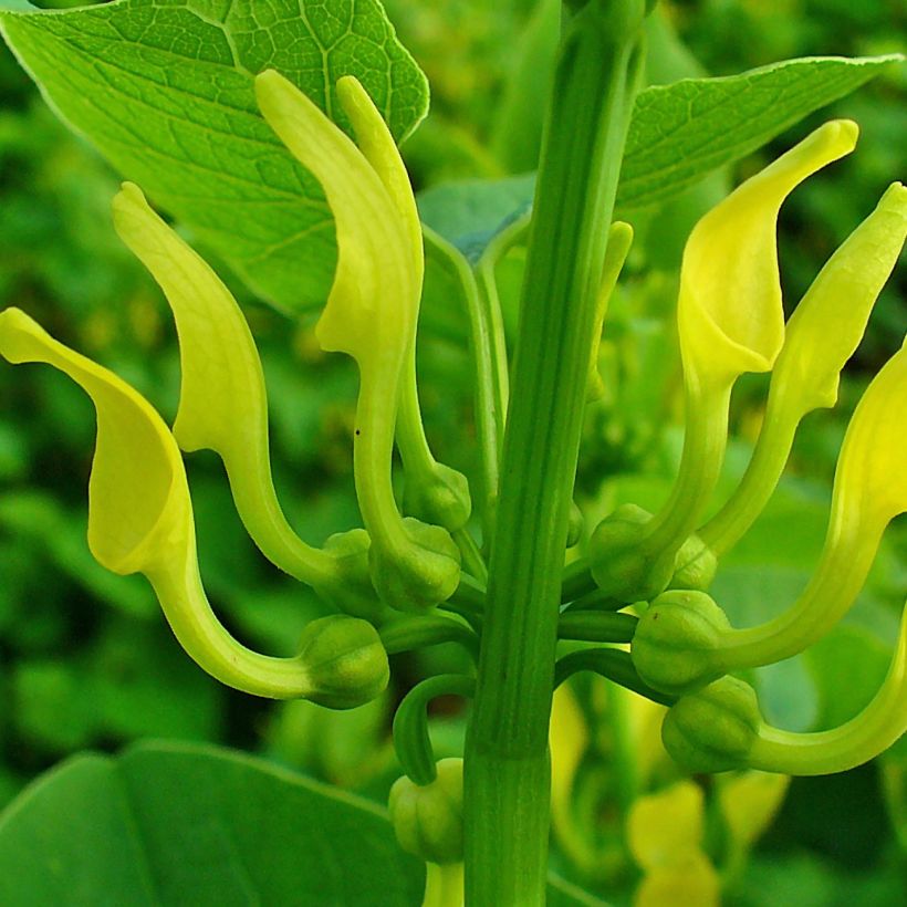 Aristolochia clematitis - Aristoloche clématite (Floraison)