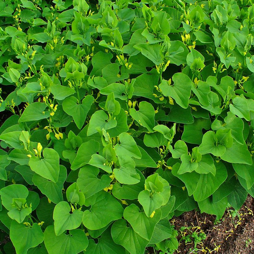 Aristolochia clematitis - Aristoloche clématite (Port)