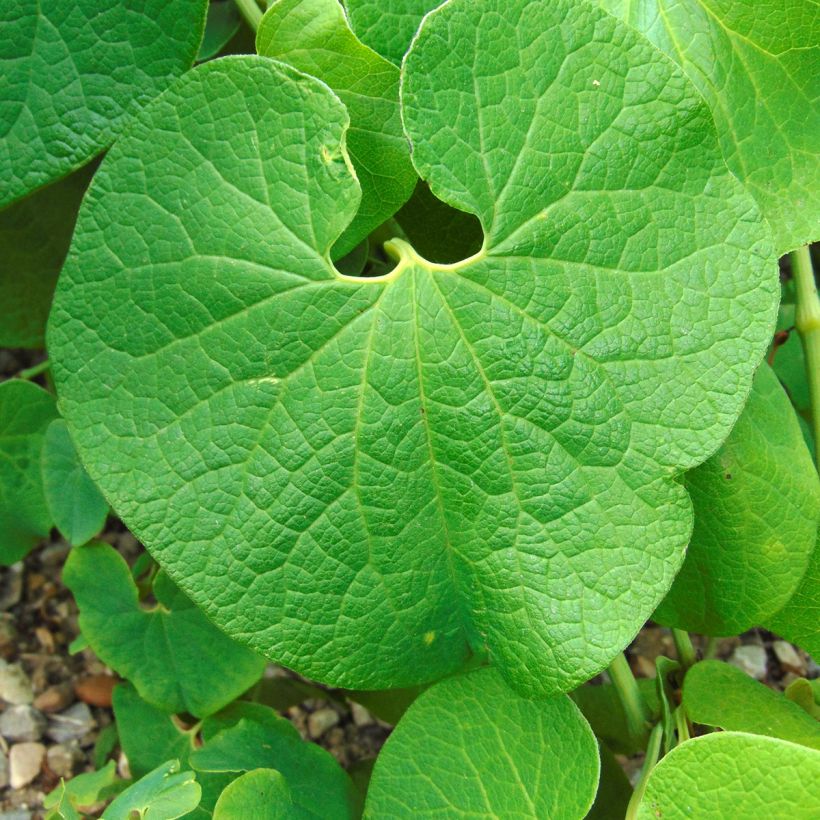 Aristolochia clematitis - Aristoloche clématite (Feuillage)