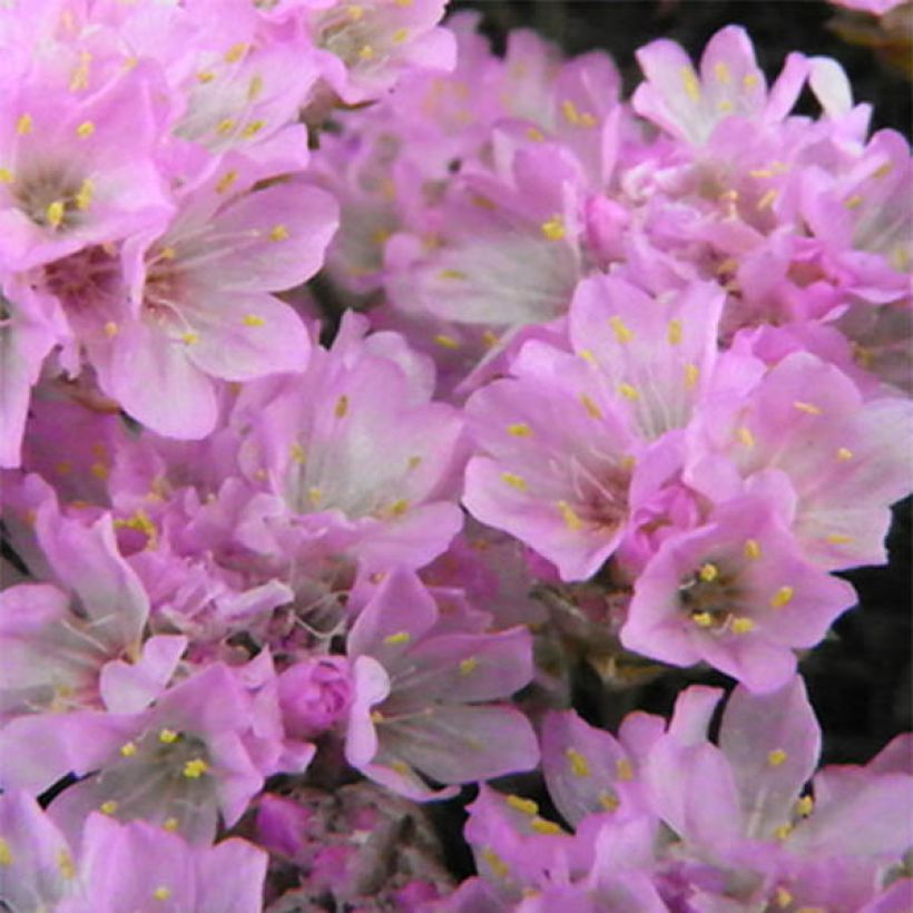 Gazon d'Espagne, Armeria juniperifolia, Armérie à feuilles de genévrier (Floraison)