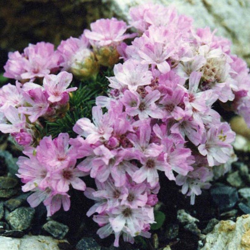 Gazon d'Espagne, Armeria juniperifolia, Armérie à feuilles de genévrier (Port)