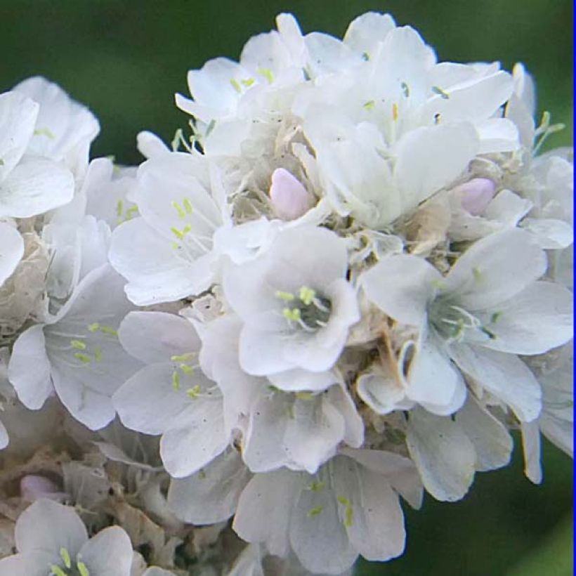 Gazon d'Espagne blanc, Armeria Maritima alba (Floraison)