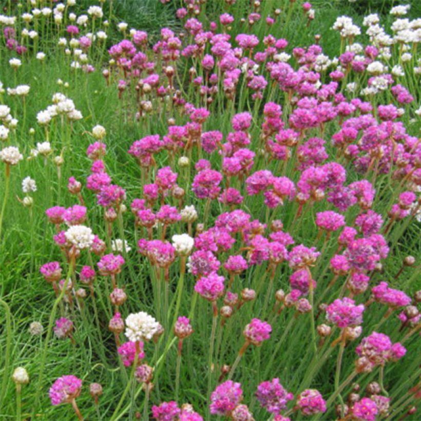 Gazon d'Espagne - Armeria maritima Splendens (Floraison)