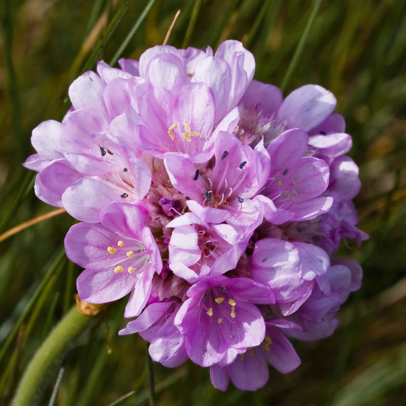 Gazon d'Espagne rose, Armeria Maritima Rosea (Floraison)