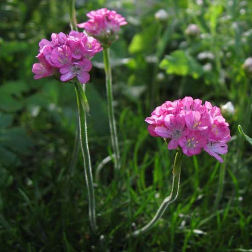 Gazon d'Espagne rose, Armeria Maritima Rosea (Port)