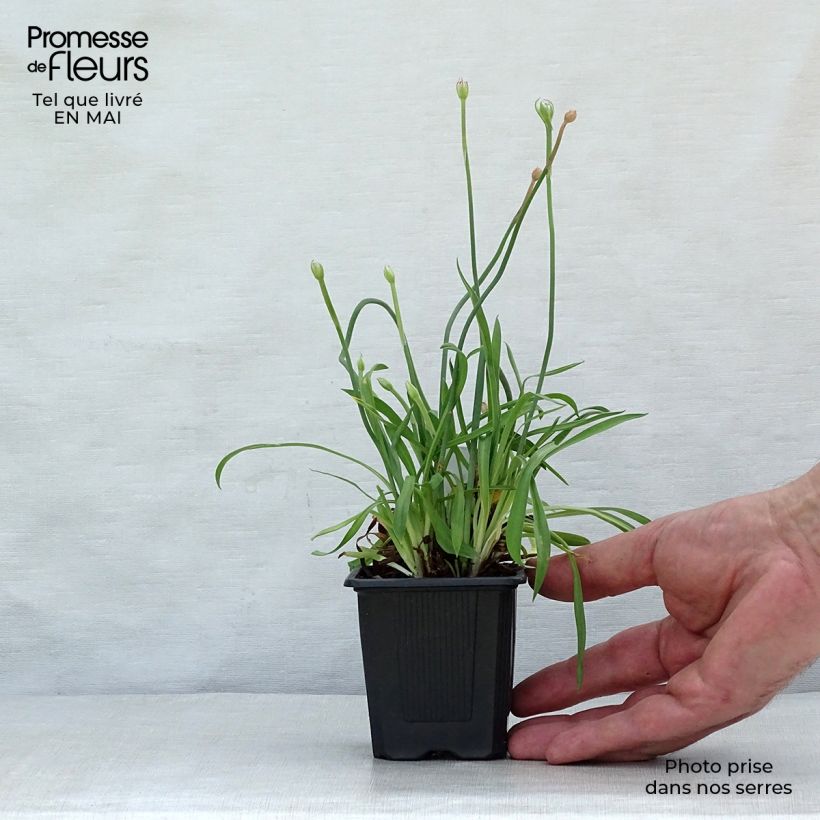 Spécimen de Armeria pseudarmeria Ballerina Lilac - Gazon d'Espagne Godet de 8 cm tel que livré au printemps