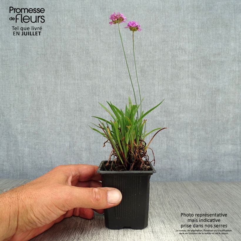Spécimen de Armeria pseudarmeria Ballerina Lilac - Gazon d'Espagne Godet de 8/9 cm tel que livré en été