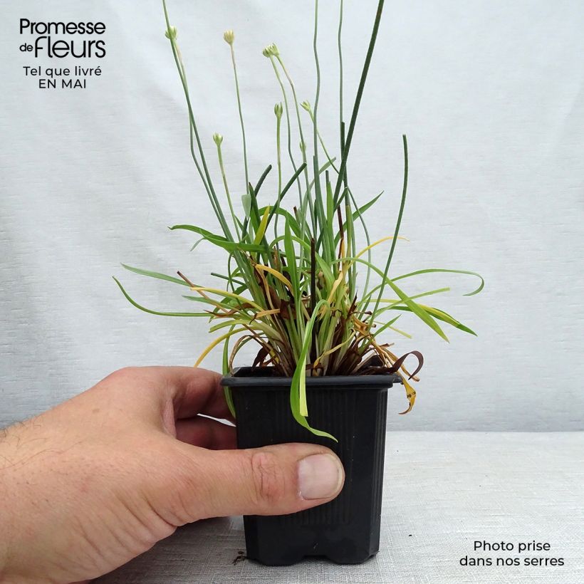 Spécimen de Armeria pseudarmeria Ballerina Red - Gazon d'Espagne. Godet de 9cm tel que livré au printemps