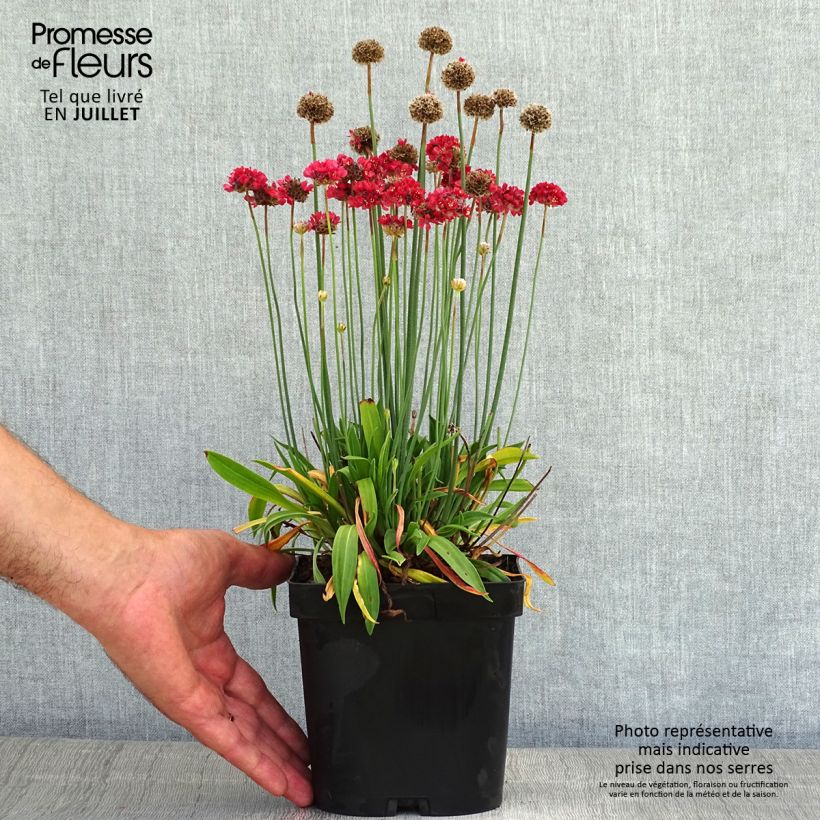 Spécimen de Armeria pseudarmeria Ballerina Red - Gazon d'Espagne. Pot de 2L/3L tel que livré en été