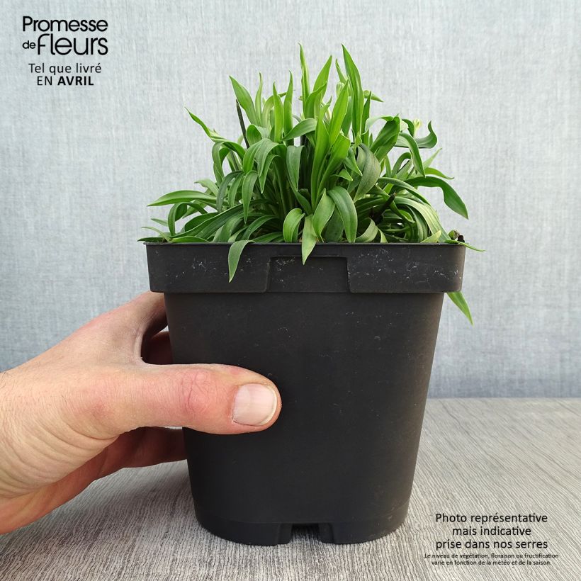 Spécimen de Armeria pseudarmeria Ballerina Red - Gazon d'Espagne. Pot de 2L tel que livré au printemps