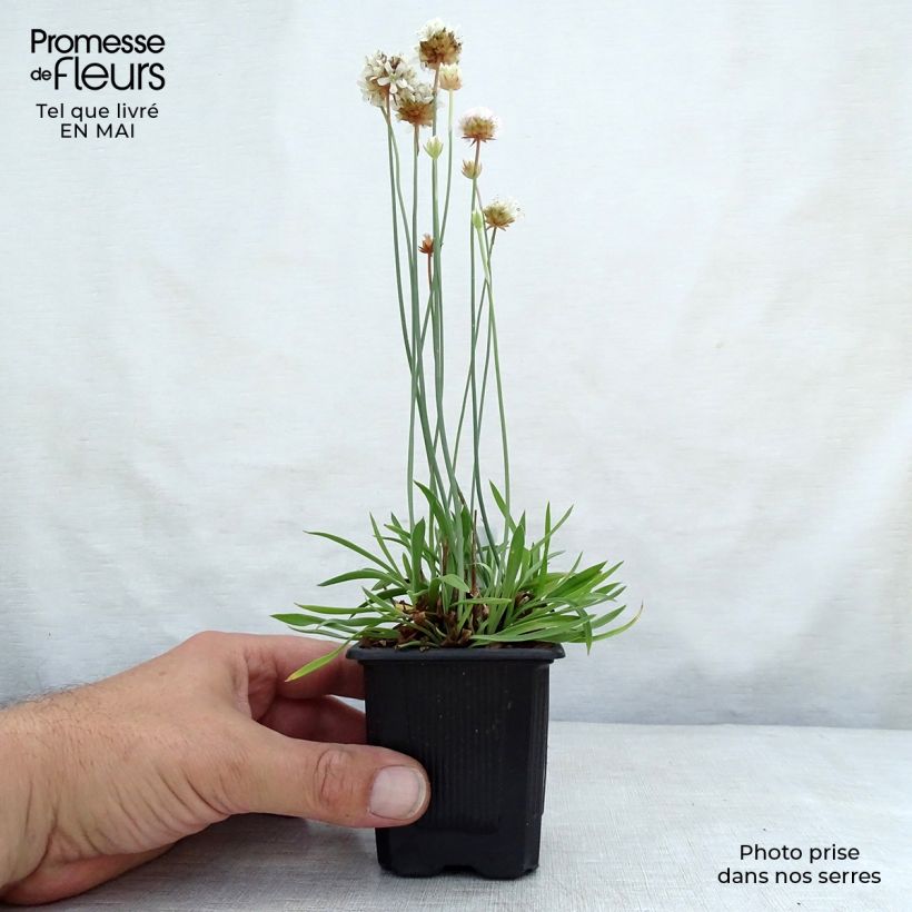 Spécimen de Armeria pseudarmeria Ballerina White - Gazon d'Espagne Godet de 8 cm tel que livré au printemps