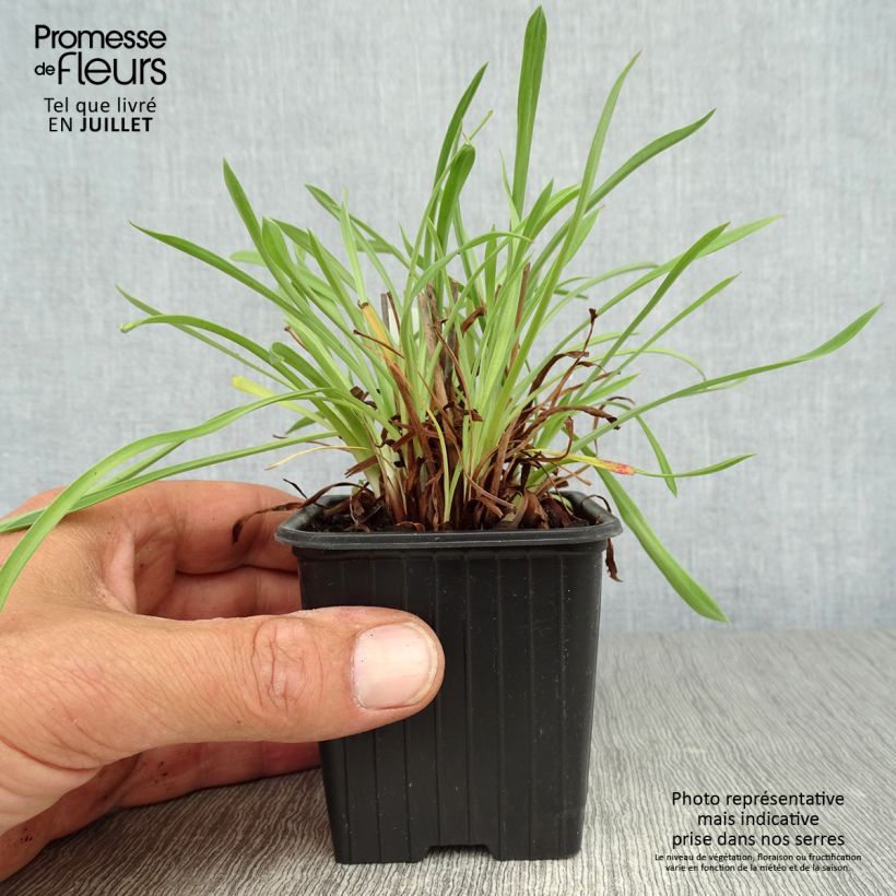 Spécimen de Armeria pseudarmeria Ballerina White - Gazon d'Espagne Godet de 8/9 cm tel que livré en été