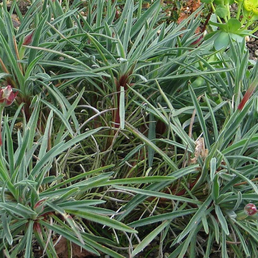 Gazon d'Espagne, Armeria welwitschii (Feuillage)