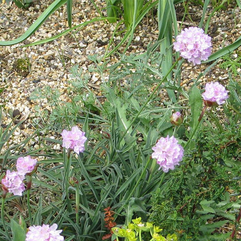 Gazon d'Espagne, Armeria welwitschii (Floraison)