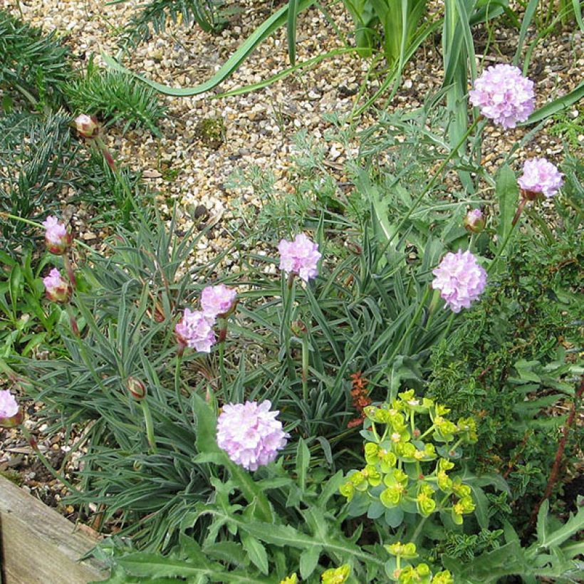 Gazon d'Espagne, Armeria welwitschii (Port)