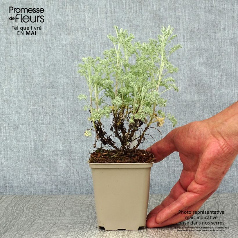 Spécimen de Armoise - Artemisia arborescens Little Mice Godet de 9cm tel que livré au printemps