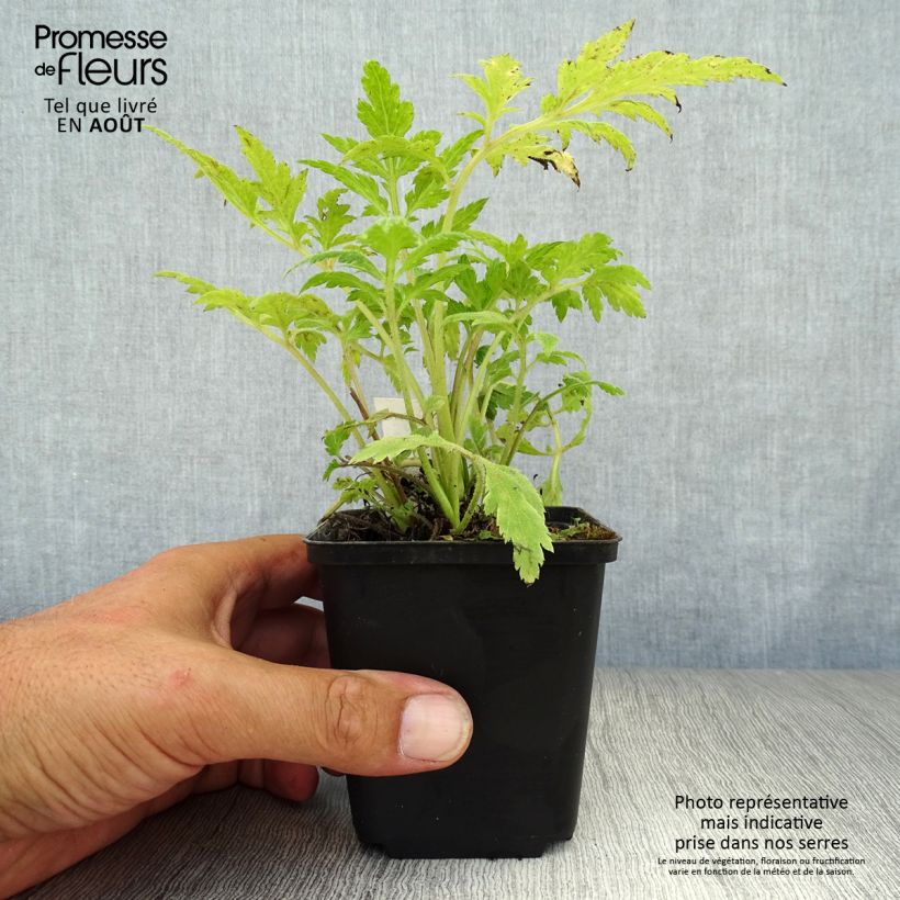 Spécimen de Armoise - Artemisia lactiflora Godet de 8/9 cm tel que livré en été