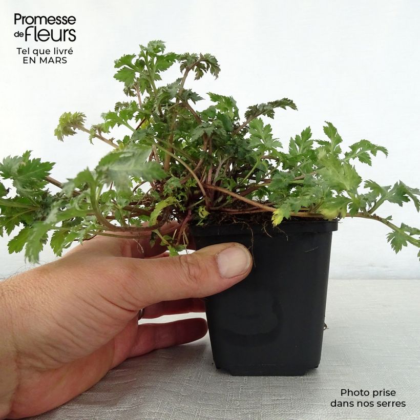 Spécimen de Armoise - Artemisia lactiflora Guizhou Godet de 9cm tel que livré au printemps