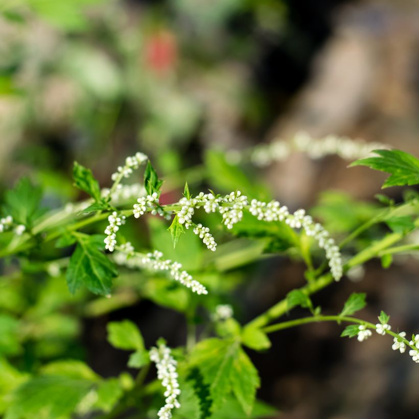 Armoise - Artemisia lactiflora (Floraison)