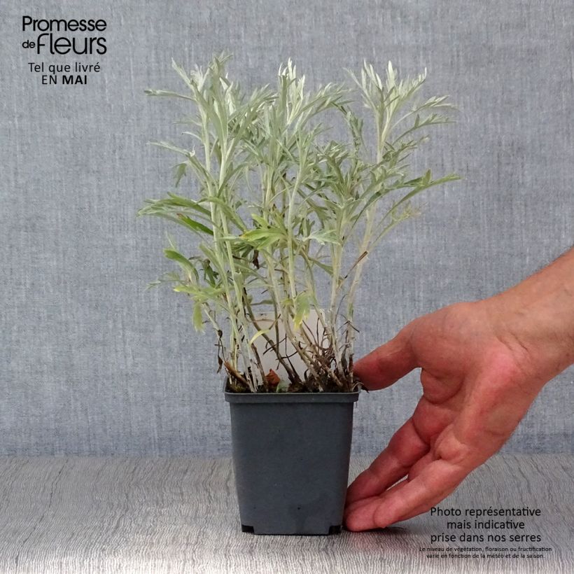 Spécimen de Armoise - Artemisia ludoviciana Silver Queen Godet de 9cm tel que livré au printemps