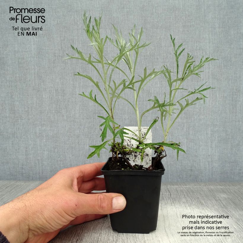 Spécimen de Armoise - Artemisia ludoviciana Silver Queen tel que livré au printemps