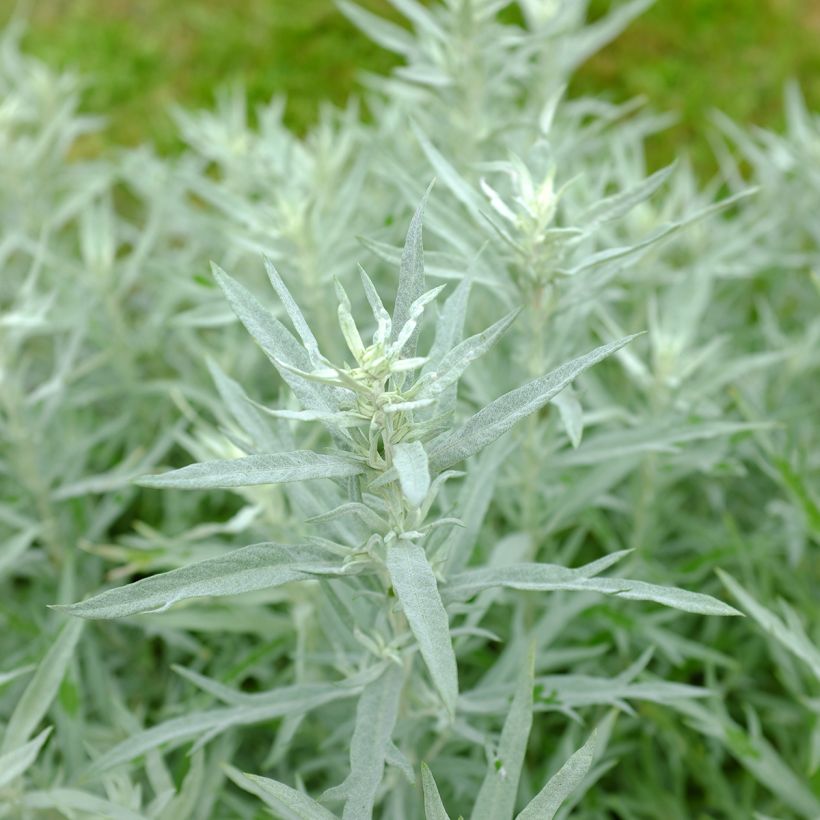 Armoise - Artemisia ludoviciana Silver Queen (Feuillage)