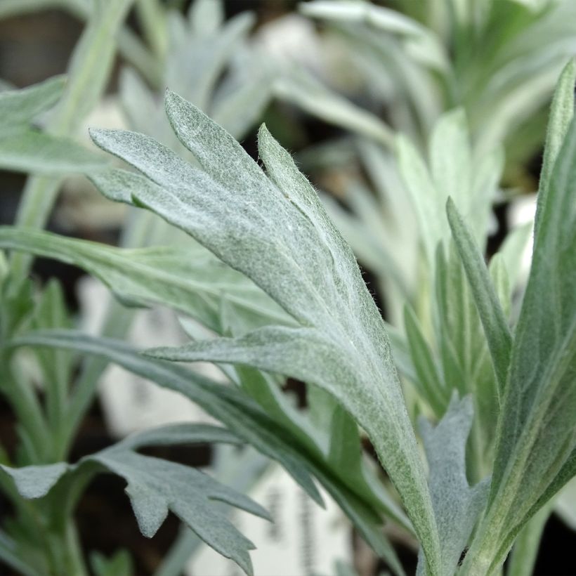 Armoise - Artemisia ludoviciana Valerie Finnis (Feuillage)