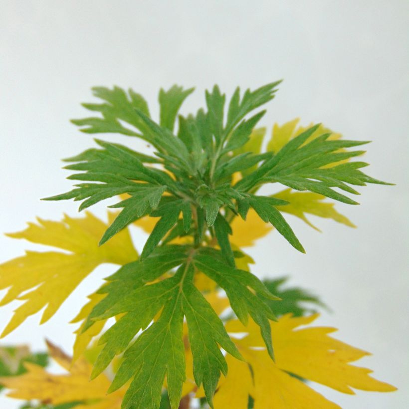 Armoise - Artemisia vulgaris - Herbe de feu (Feuillage)