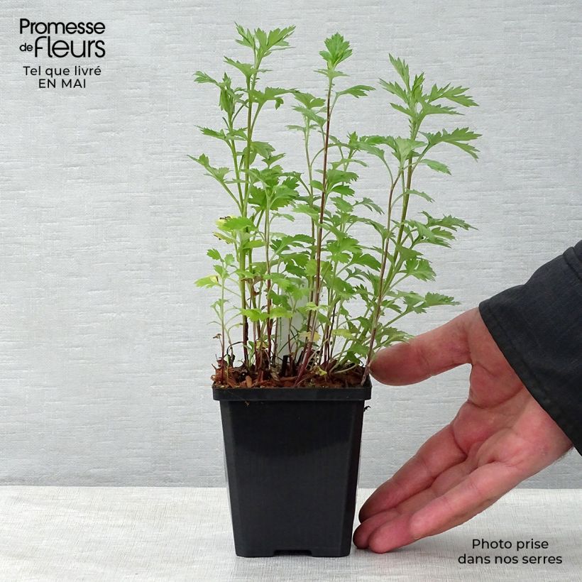Spécimen de Armoise - Artemisia vulgaris - Herbe de feu tel que livré au printemps