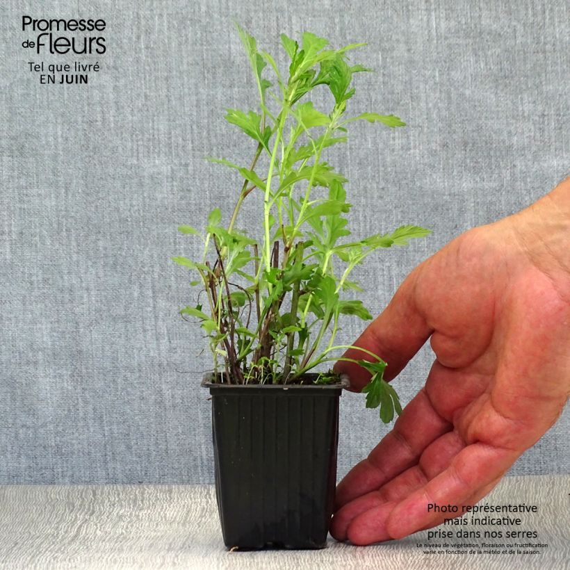 Spécimen de Armoise - Artemisia vulgaris - Herbe de feu Godet de 7/8 cm tel que livré en été