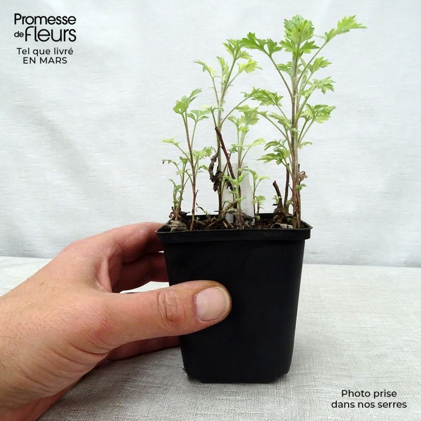 Spécimen de Armoise - Artemisia vulgaris Oriental Limelight Godet de 9cm tel que livré au printemps