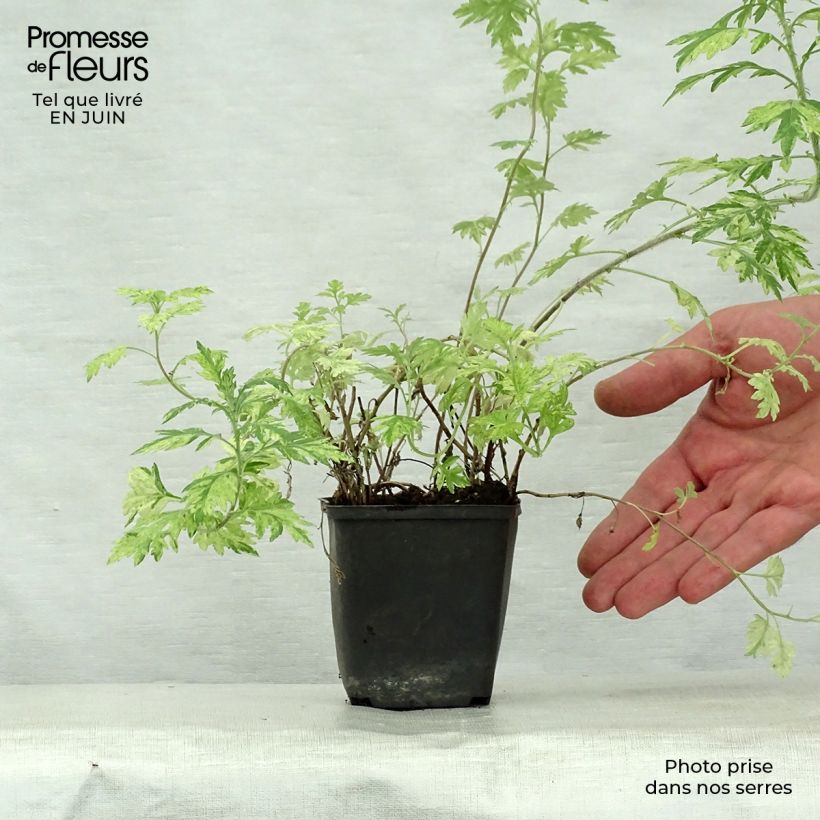 Spécimen de Armoise - Artemisia vulgaris Oriental Limelight Godet de 8/9 cm tel que livré en été