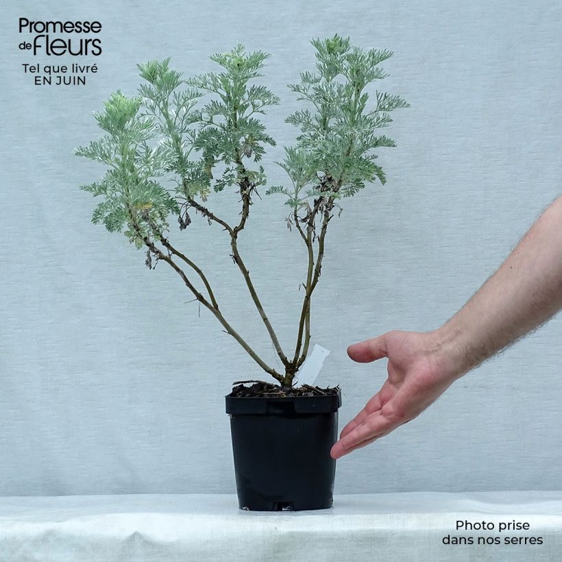Spécimen de Armoise Powis Castle - Artemisia Brass Band Pot de 2L/3L tel que livré en été