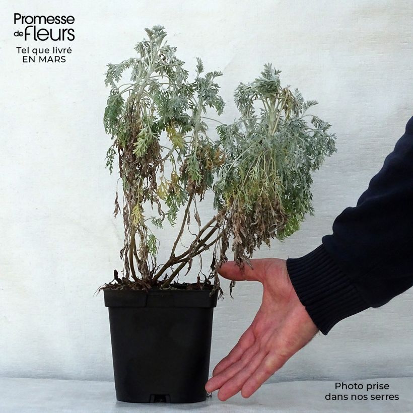 Spécimen de Armoise Powis Castle - Artemisia Brass Band en pot de 2/3L tel que livré au printemps