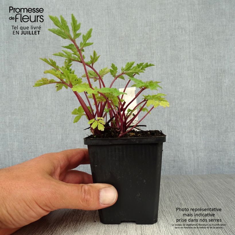 Spécimen de Armoise chinoise Jim Russel - Artemisia lactiflora Godet de 8/9 cm tel que livré en été