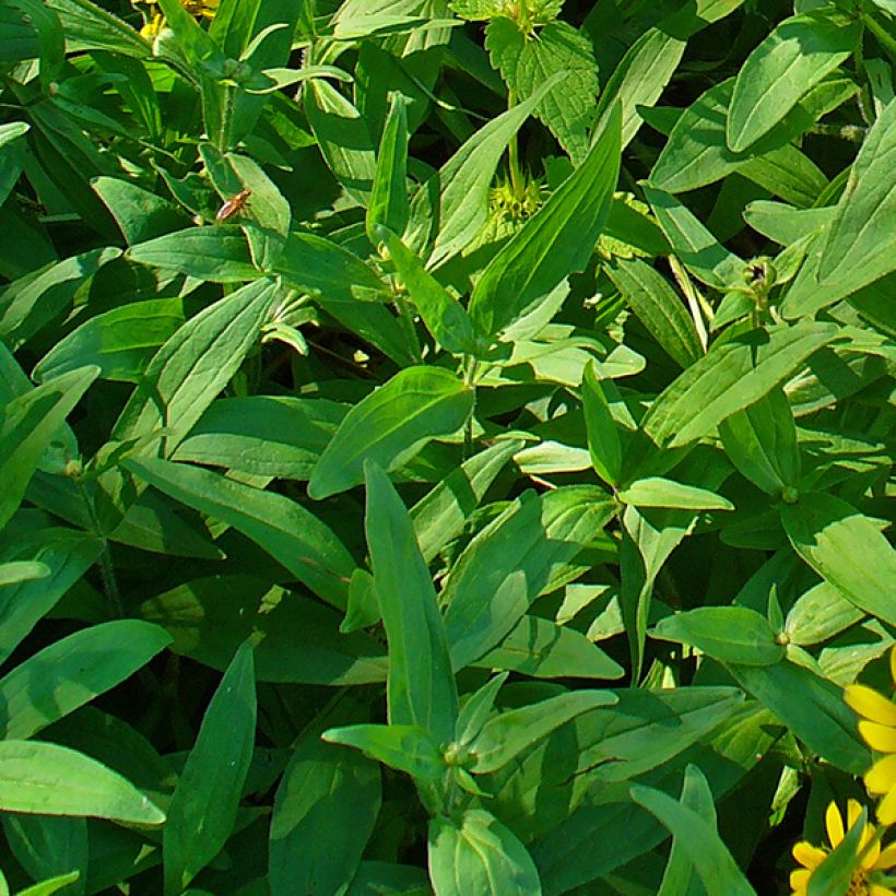 Arnica chamissonis - Arnica américaine (Feuillage)