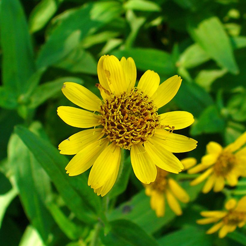 Arnica chamissonis - Arnica américaine (Floraison)